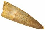 Juvenile Fossil Spinosaurus Tooth - Real Dinosaur Tooth #301302-1